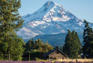 Mount Hood with Lavender field